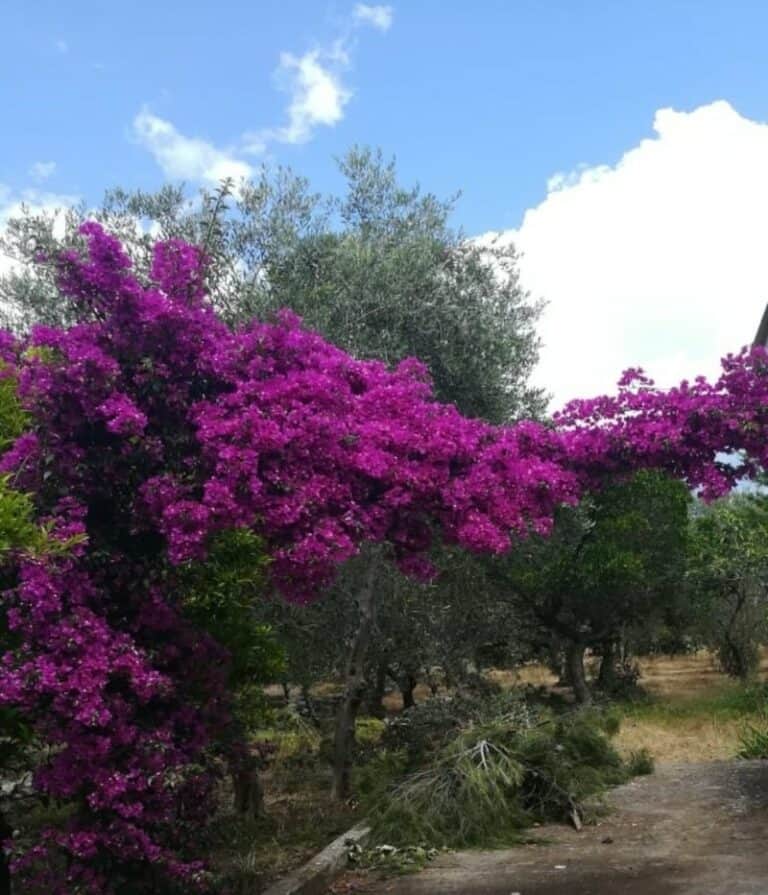 Puglia the Italy’s Beautiful South