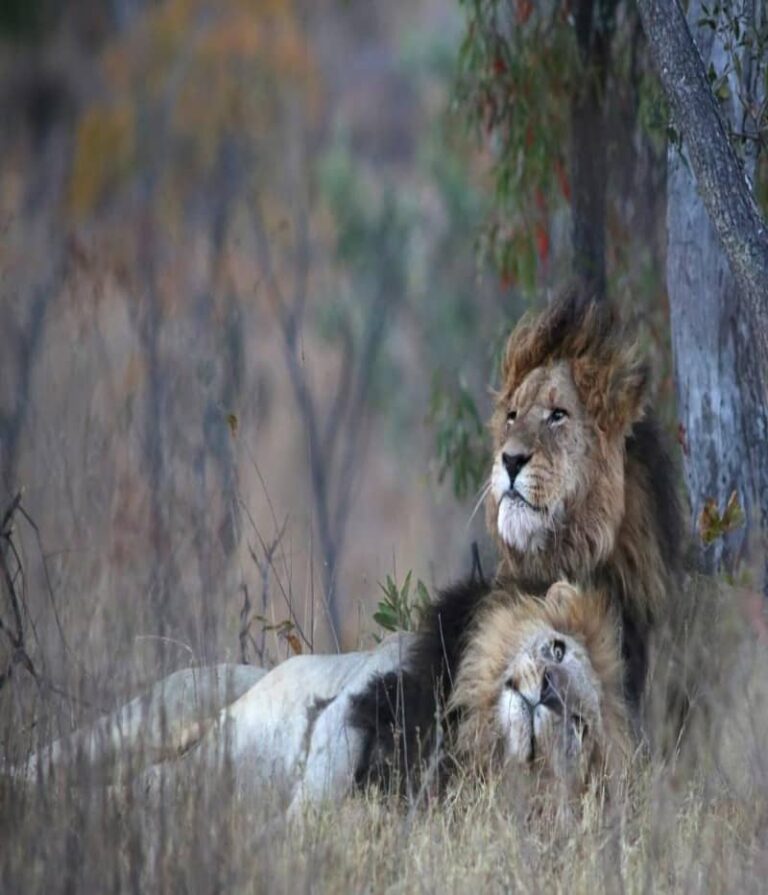 Luxury South Africa Safari and Seychelles