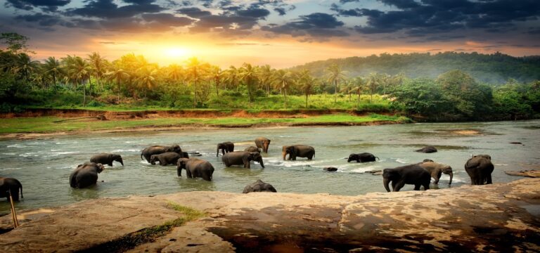 Discover Sri Lanka Tour