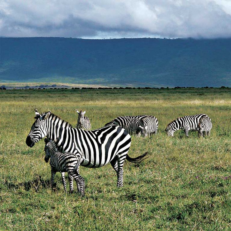 Small Group Tour. Tanzania. Kilimanjaro, Serengeti, Zanzibar