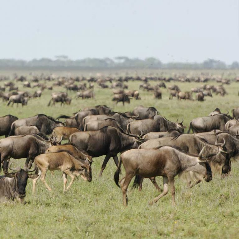 Small Group Tour. Tanzania. Kilimanjaro, Serengeti, Zanzibar
