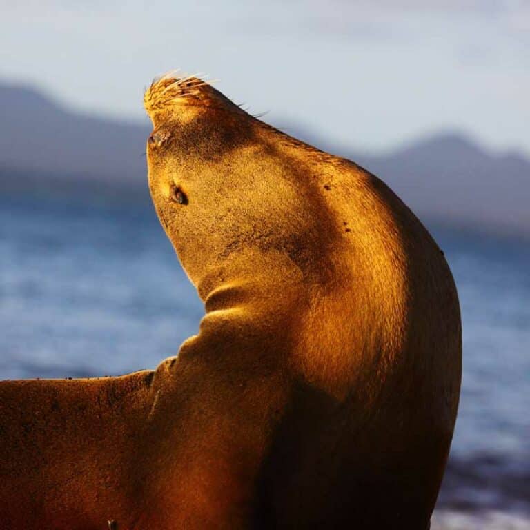 Eastern Galapagos Islands Exploration Cruise.