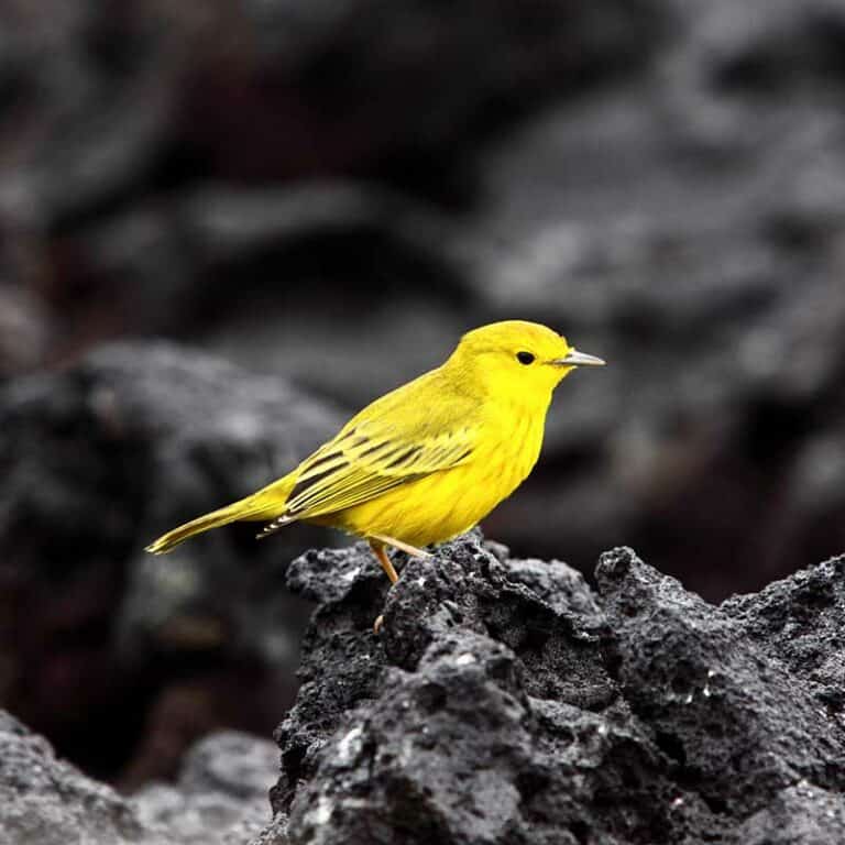 Eastern Galapagos Islands Exploration Cruise.