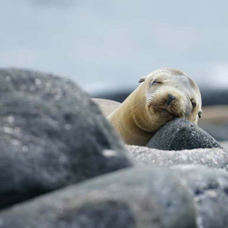Eastern Galapagos Islands Exploration Cruise.