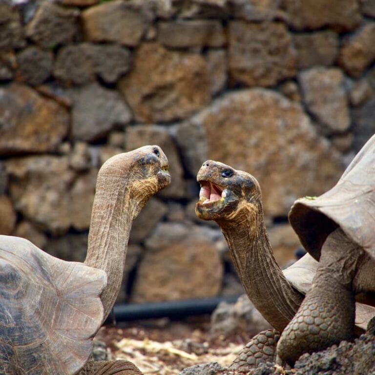 Eastern Galapagos Islands Exploration Cruise.