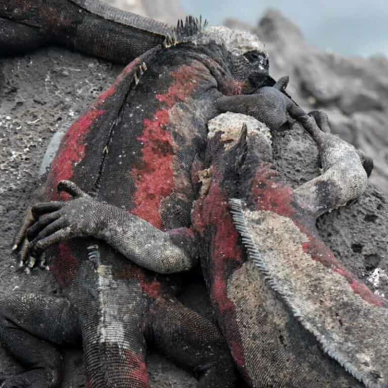 Eastern Galapagos Islands Exploration Cruise.