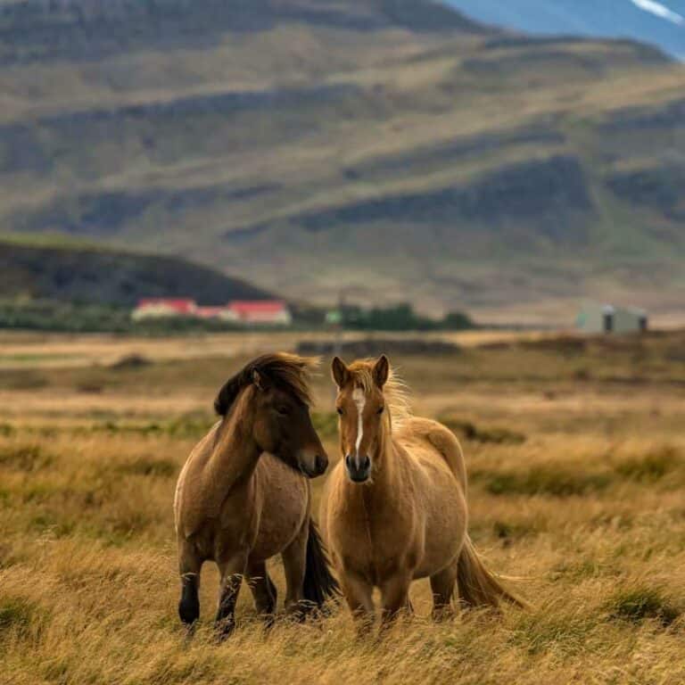 Gems of Iceland Tour with Whale watching