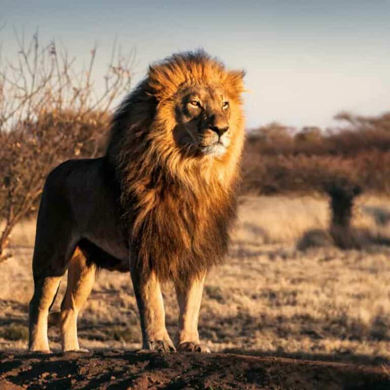 Grand Tour of South Africa