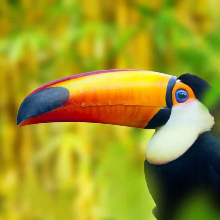 Natural Wonders of Costa Rica