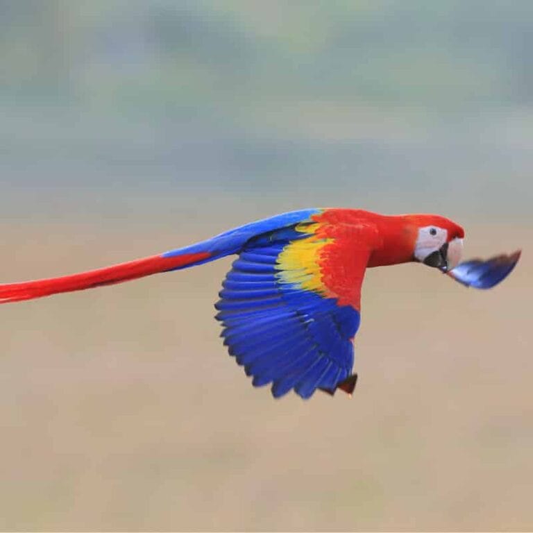 Natural Wonders of Costa Rica