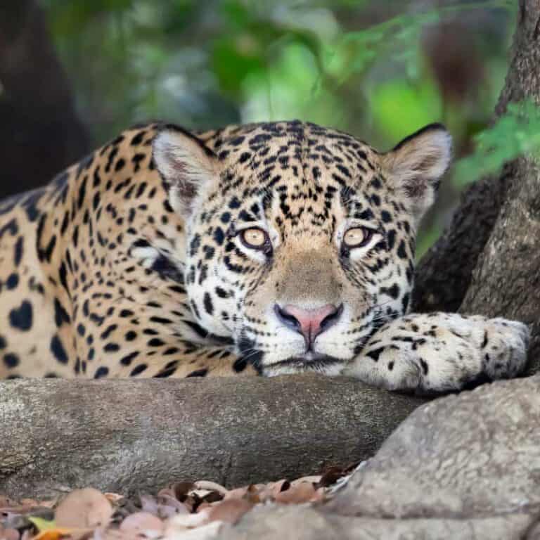 9 Day Rio, Iguassu, and the Southern Pantanal