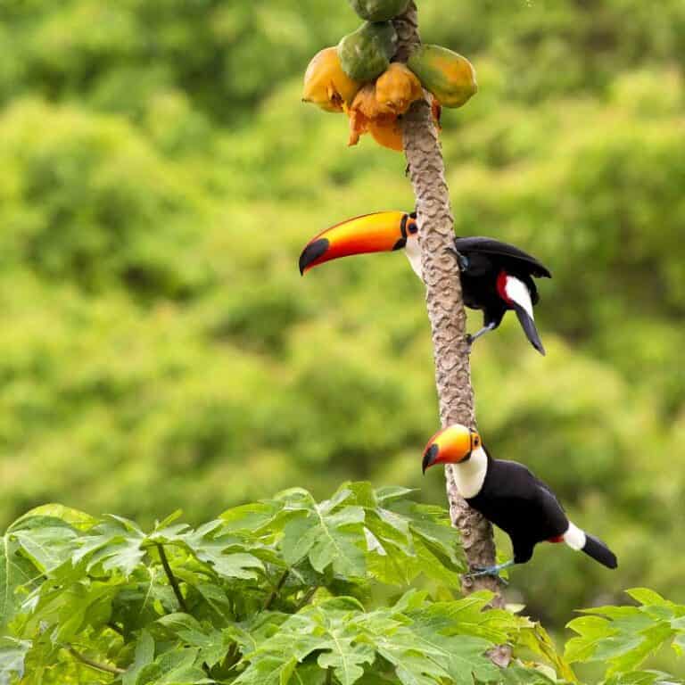 9 Day Rio, Iguassu, and the Southern Pantanal