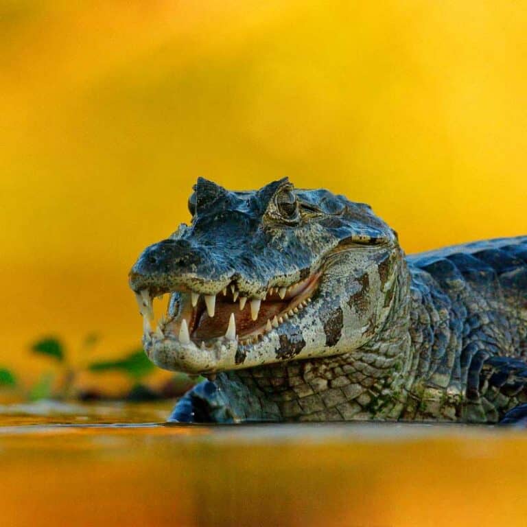 9 Day Rio, Iguassu, and the Southern Pantanal