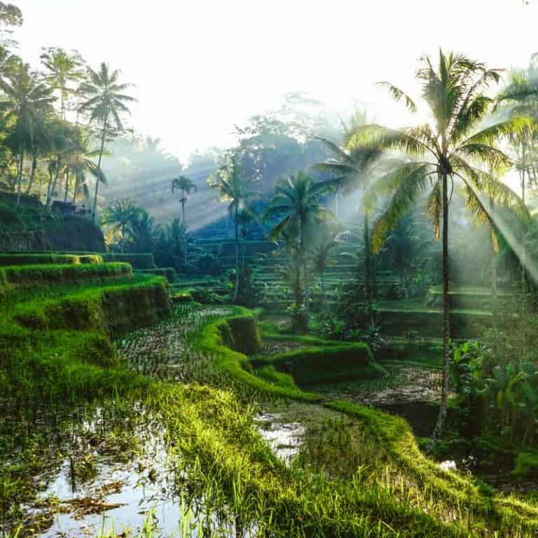 Wellness Bali