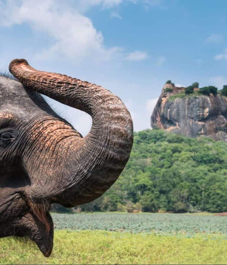 Discover Sri Lanka Tour