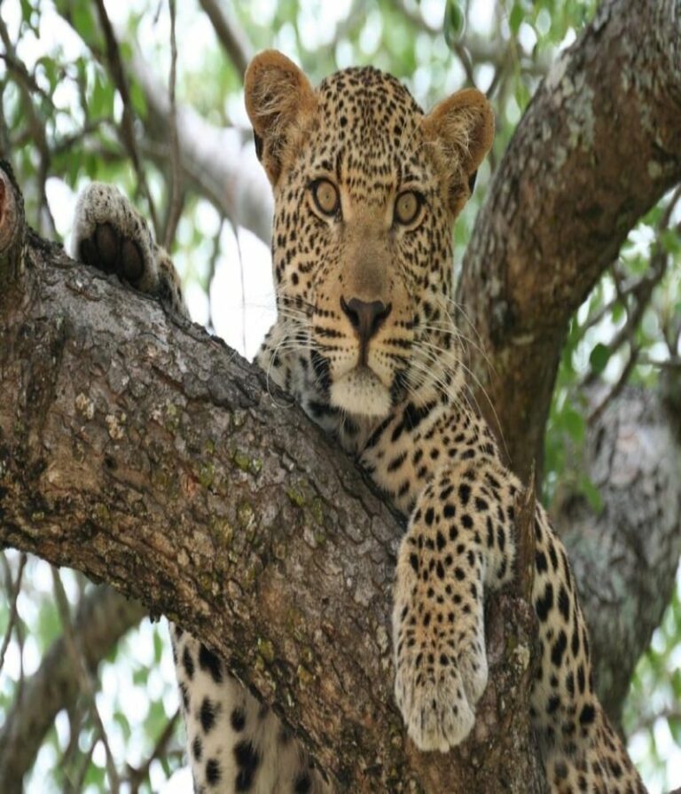 Cape Town, Garden Route & Safari