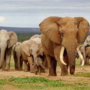 Kruger National Park Vide. Latest sightings