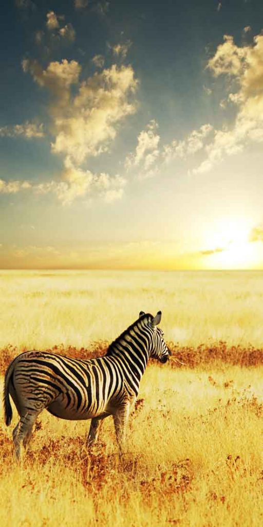 Zebra, seemingly admiring the stunning sunset. South Africa