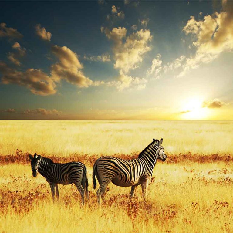 South African Wildlife. Our Favourite Pictures