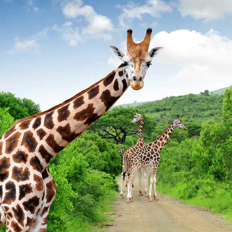 South Africa Holidays Inspiration