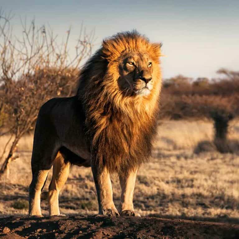 South Africa Travel Guide