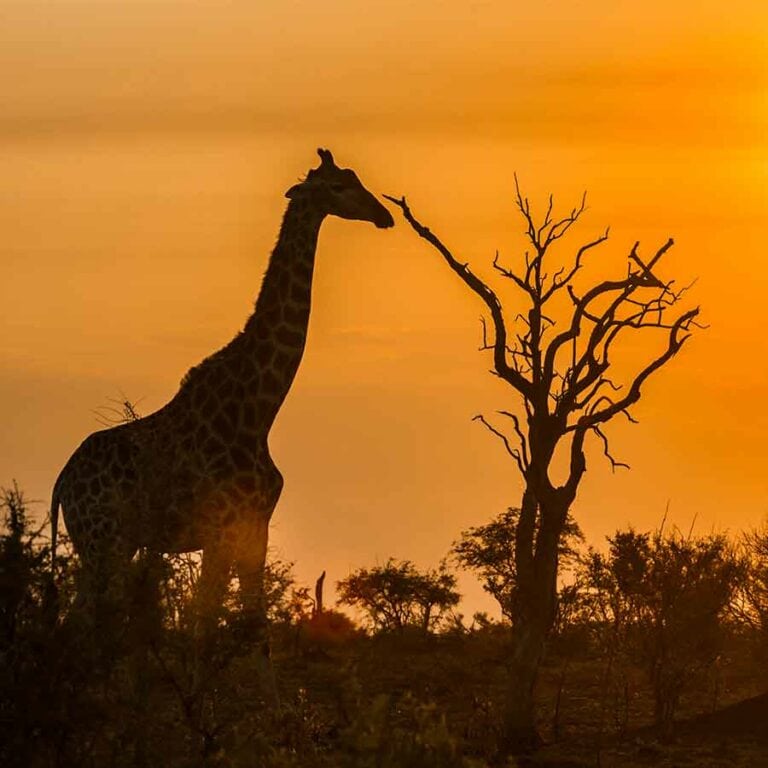South Africa Holidays