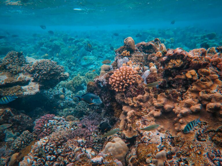 Queensland & Great Barrier Reef