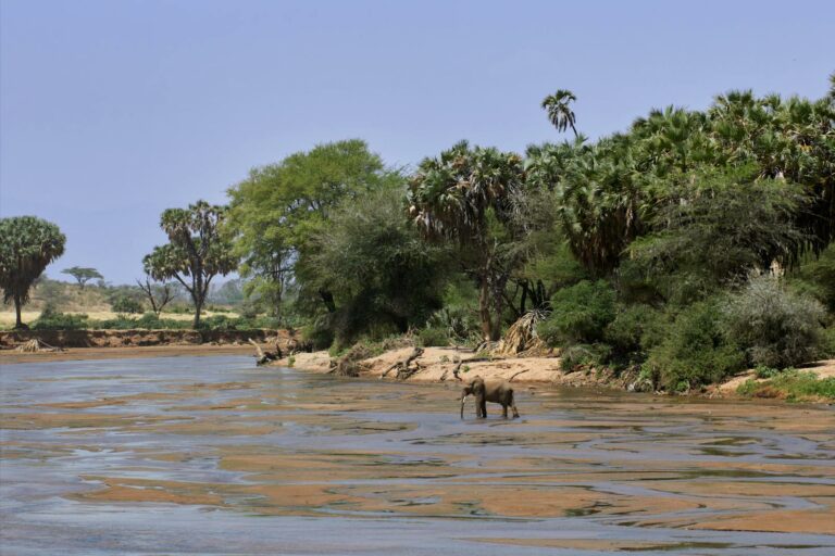 Chobe & Linyanti