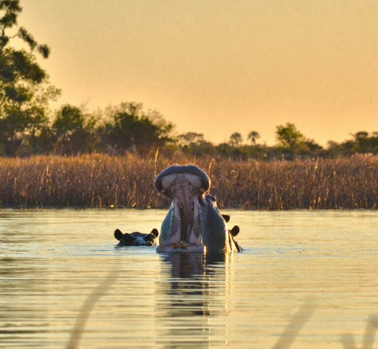 Okavango Delta