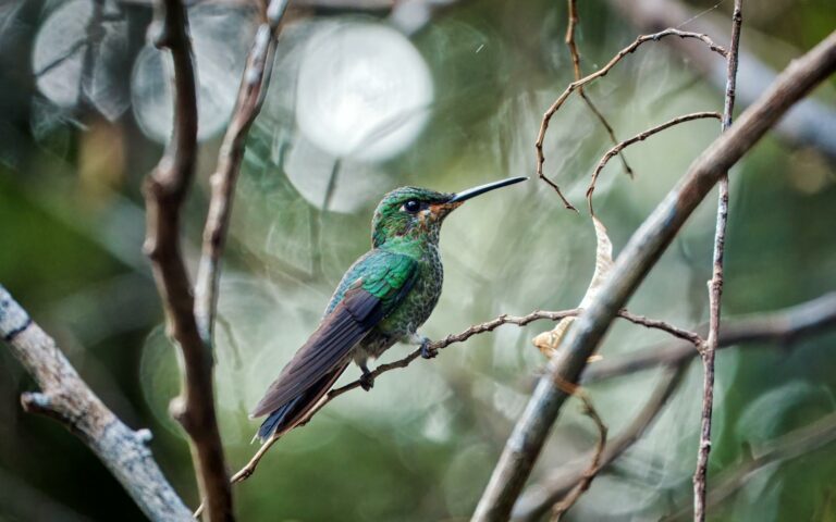 Monteverde Cloud Forest
