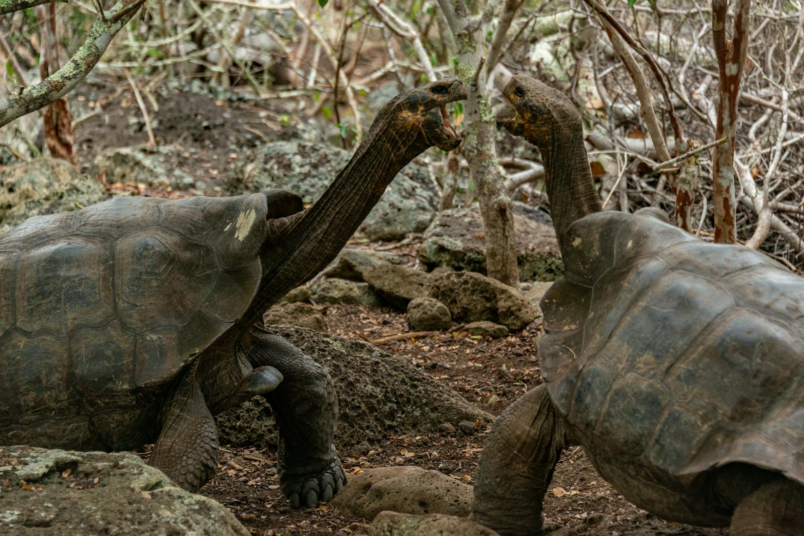 Galápagos Islands, Ecuador
