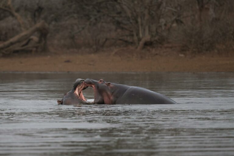 Mbabane & Wildlife
