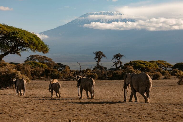 Amboseli, Samburu & Northern Kenya