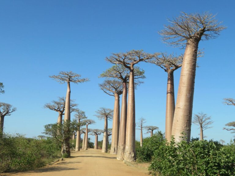 Western Madagascar — Baobabs