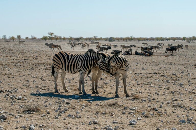Etosha & North