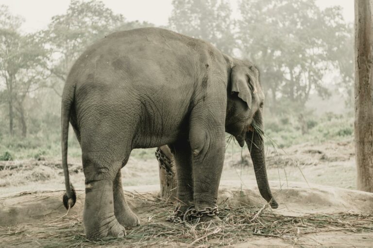 Chitwan & Lowlands