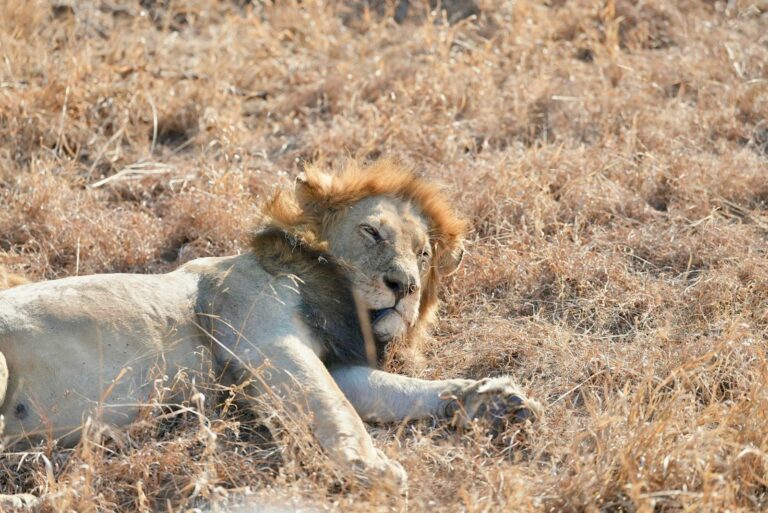 Kruger & Sabi Sand Safari