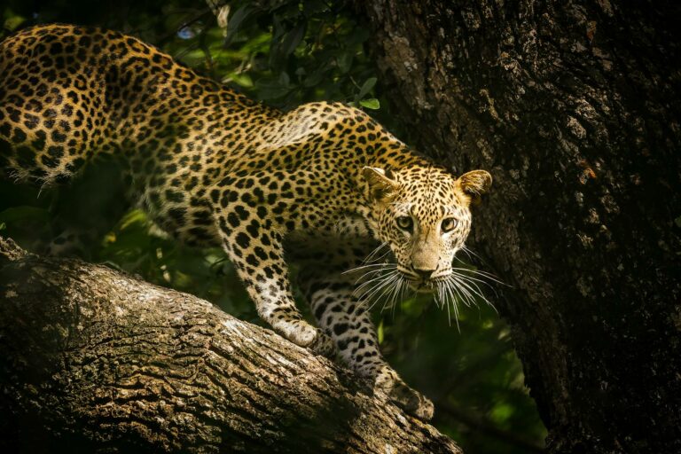 Wildlife & Safari