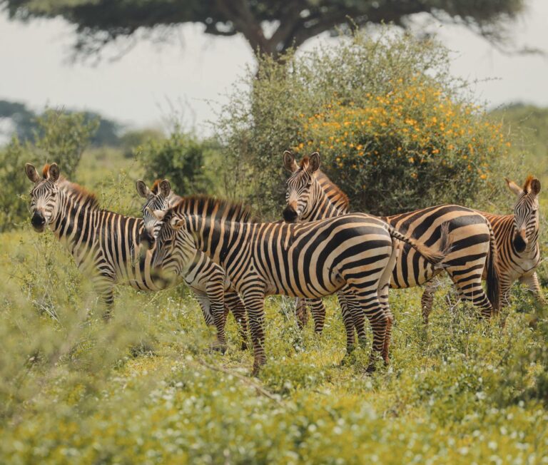 Southern Reserves (Selous, Ruaha)