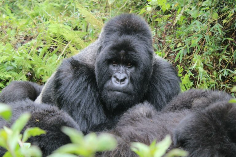 Bwindi & Mountain Gorillas