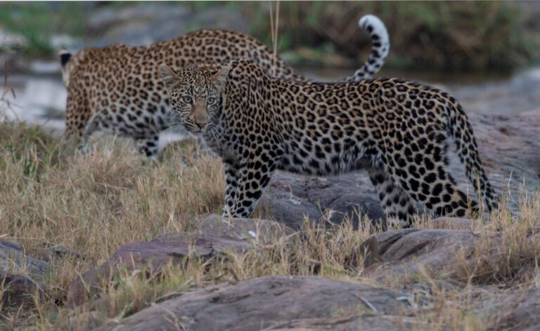 South Luangwa & East