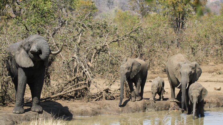 Hwange & Mana Pools